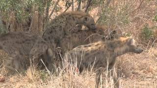 Hyena Mating [upl. by Valorie]