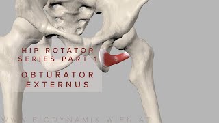 Hip Rotator Series Part 1 Obturator Externus 3D Animation [upl. by Yromas]