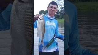 Machaca Río Reventazón 👌🏼🎣 [upl. by Apul]