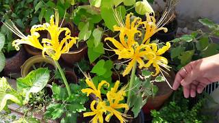 Golden Spider Lily  Lycoris Aurea Plant Care  How to Grow and Care Golden Spider Lily [upl. by Ahseinad]