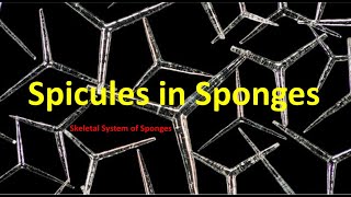 Types of Spicules in Sponges  Skeletal system in Porifera  spicules questions  NEET BSc Medical [upl. by Ifok]