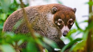 Coati The Mischievous and curious Mammals  Everything you need to know about Coatis [upl. by Naffets]