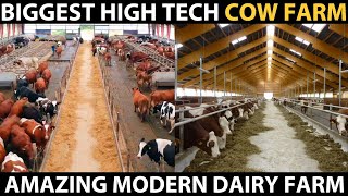 High Tech Cow Farm  Modern Dairy Farm in Denmark [upl. by Maiocco]