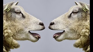 Sheep bleating Sound  Animal sounds HD [upl. by Ileray]