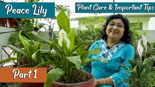 Peace Lily Plant Care  Important Tips And Problems [upl. by Gewirtz]