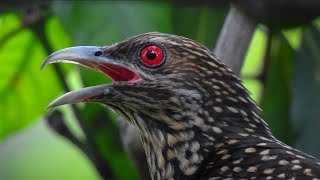 Evolution of Brood Parasitism in Birds [upl. by Eneleuqcaj93]