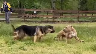 German Shepherd Attacks Pitbull OFF LEASH PARK [upl. by Jephthah]