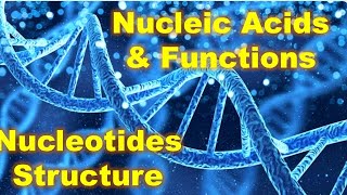 Nucleic Acids  Functions of Nucleic Acids  Structure of Nucleotides  BioCourseMED [upl. by Donnie]