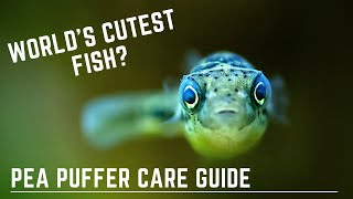 Worlds Cutest Fish  Pea Puffer Care Guide  Dwarf Puffer  Pygmy Puffer Care [upl. by Yancey]