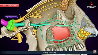 Arteria maxillaris Vorschau  Anatomie des Menschen  Kenhub [upl. by Nesrac180]