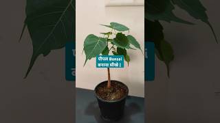 Growing Peepal Bonsai  A Beautiful DIY Project [upl. by Casandra31]