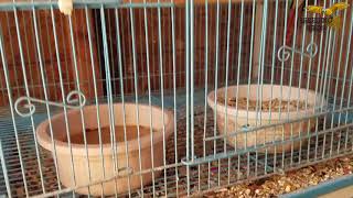 2018 GREEN CHEEKS CONURE BREEDING SEASON [upl. by Marius]