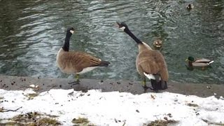 Canada Goose by ani male [upl. by Heymann]