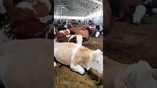 🔴 SIMMENTAL CATTLE ✅ Biggest Bulls And Cow [upl. by Mongeau]