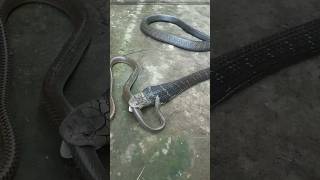 King Cobra क्यों इतना खतरनाक होता हैं 🤔🤯 By info fact News [upl. by Nujra]