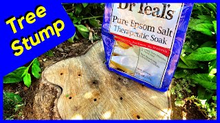 Tree Stump Removal with Epsom Salt  Does it Work Experiment [upl. by Aig]