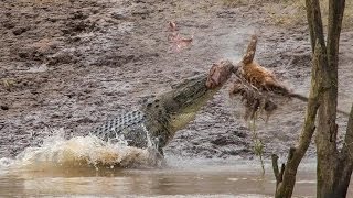 Crocodile Attacks Kangaroo Amazing footage [upl. by Hauhsoj719]