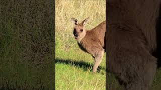 A kangaroo dropped in for breakfast 🦘 wildlife nature kangaroo [upl. by Ycnuahc]