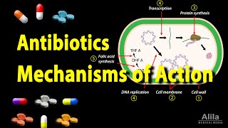 Antibiotics  Mechanisms of Action Animation [upl. by Bollinger444]