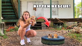 RESCUED KITTENS FOUND AT ABANDONED HOUSE [upl. by Daitzman849]