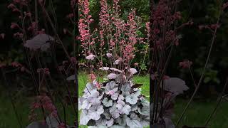 🌹¹⁸☆ Saxifragales •¹⁴ Saxifragaceae ▪︎ Heuchera villosa ‘Silver Gum Drop’ Observed in Description [upl. by Lakim]