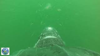 Leatherback Sea Turtle Feeding on Jellies [upl. by Bellamy]