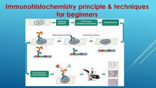 Immunohistochemistry Explained Principle and Techniques for beginners [upl. by Fawn]