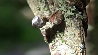 Triangle Web Spider Hyptiotes cavatus ATTACKS Mosquito [upl. by Iramat]