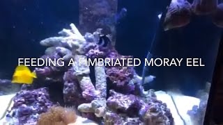 Feeding a Fimbriated moray eel Gymnothorax fimbriatus [upl. by Ztnaj]