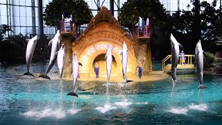 Dolphin Presentation Full Show  SeaWorld Abu Dhabi  August 9 2023 [upl. by Fullerton]