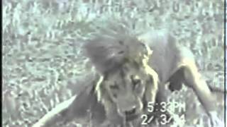 Lion with canine distemper has seizure [upl. by Catha386]