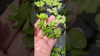 Salvinia Natans The Ultimate Floating Plant for Water Garden and Aquarium [upl. by Granniah117]