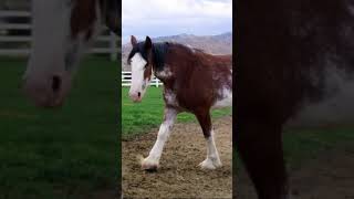 Clydesdale horses Adorable right [upl. by Ninerb105]