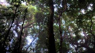 Sounds of Daintree rainforest [upl. by Ainaled]