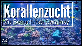 Wie funktioniert eine Korallenzucht Zu Besuch bei Coralaxy  AquaOwner [upl. by Sabra462]