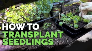 How to Transplant Seedlings My HighDensity Method [upl. by Fullerton]