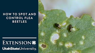 How to Spot and Control Flea Beetles [upl. by Gazo]