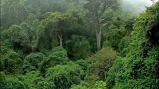 Welcome Congo Rain Forest Africa [upl. by Otter]