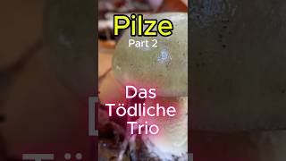 Das Tödliche Trio Part2 Grüne Knollenblätterpilz pilze wald natur pilzesammeln gift funghi [upl. by Aerdnaid]