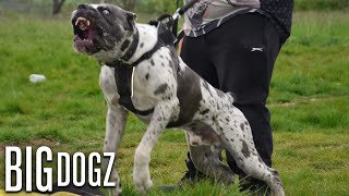 Bandit  The 130lb MastiffGreat Dane Bandog  BIG DOGZ [upl. by Aniryt]