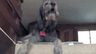 Liam the singing Irish Wolfhound [upl. by Chara]