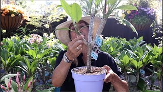 How to Grow and Care for Plumerias Frangipani with Suzanne Hetrick [upl. by Bram]