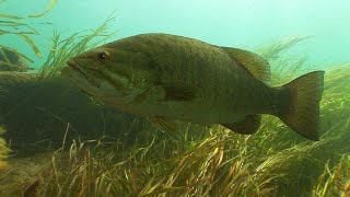 Smallmouth Bass hunting amp eating gobies [upl. by Giah]