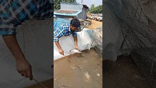 600 kgs pankas fish Subscribe [upl. by Doowle]