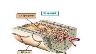 HISTOLOGIE Tissu osseux [upl. by Bucella]