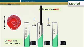 Simmons Citrate test [upl. by Maag]