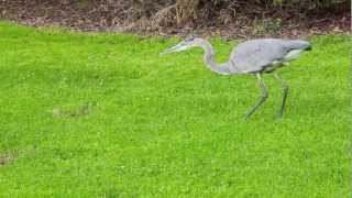 great blue heron on a hunt [upl. by Notgnimer]