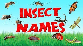 Names of Insects  15 Types of Insects for Children  Kid2teentv [upl. by Capp]