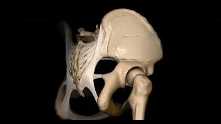 Untere Extremität  Foramen ischiadicum majus und minus  3D [upl. by Hameean]