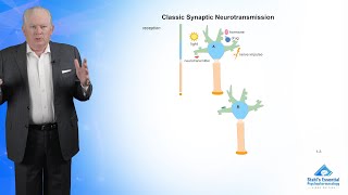 Classic Synaptic Neurotransmission [upl. by Cherin]